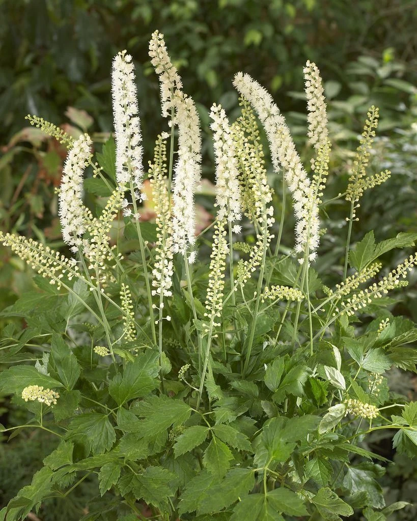 Actaea Matsumurae 'White Pearl' (Cimicifuga Simplex White Pearl) 1 Actaea Matsumurae 'White Pearl' (Cimicifuga Simplex White Pearl)