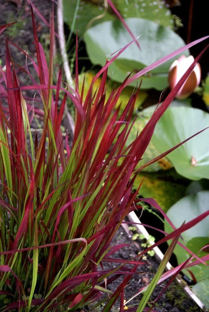 Imperata Cylindrica Rubra Red Baron - Japanese Blood Grass - LARGE 2 Imperata Cylindrica Rubra Red Baron - Japanese Blood Grass - LARGE - Image 2
