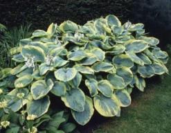 Premier Hosta Collection Shade Mixture - Pack Of TEN 9 Premier Hosta Collection Shade Mixture - Pack Of TEN -Outlet Plant Store 68756A46EFE7304B782843ADB5306FA4 1