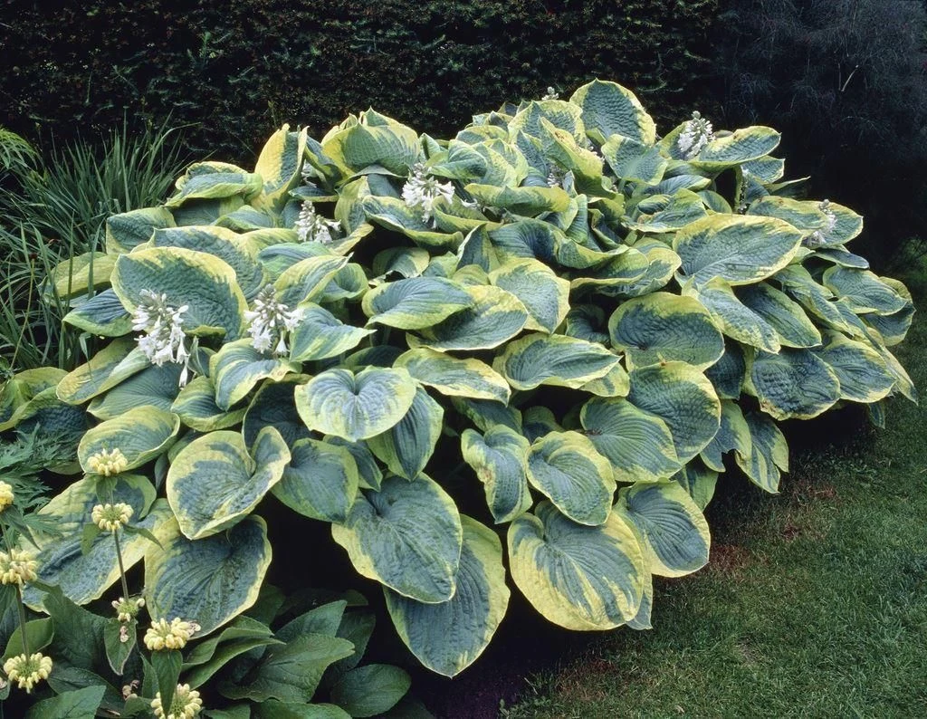 Premier Hosta Collection Shade Mixture - Pack Of TEN 5 Premier Hosta Collection Shade Mixture - Pack Of TEN - Image 5