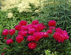 Paeonia Karl Rosenfield - Peony -Outlet Plant Store 68B5F93E0FEAB967679C158AC29A0B99