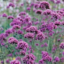 Verbena Bonariensis - Pack Of THREE Plants