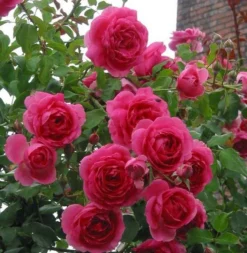 Large 6-7ft Specimen Climbing Rose - Rose Parade