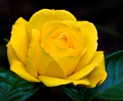 Rose Climbing Arthur Bell - Climbing Rose -Outlet Plant Store 6C3A2AE4E6ED32BC446C3FC7201AE4A4