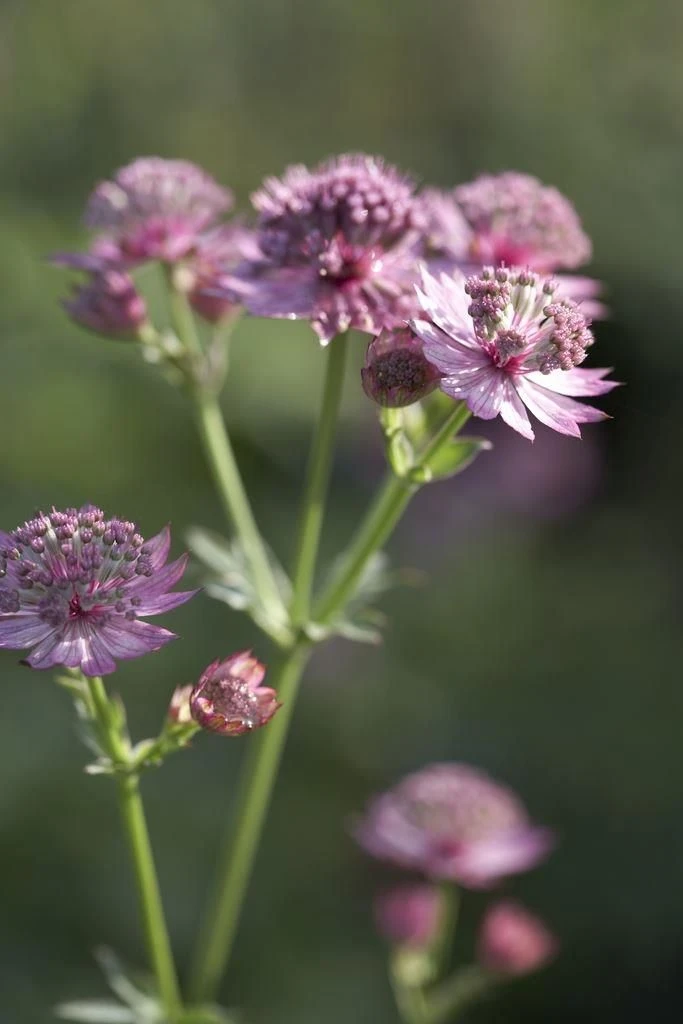 Astrantia Major Roma 2 Astrantia Major Roma - Image 2