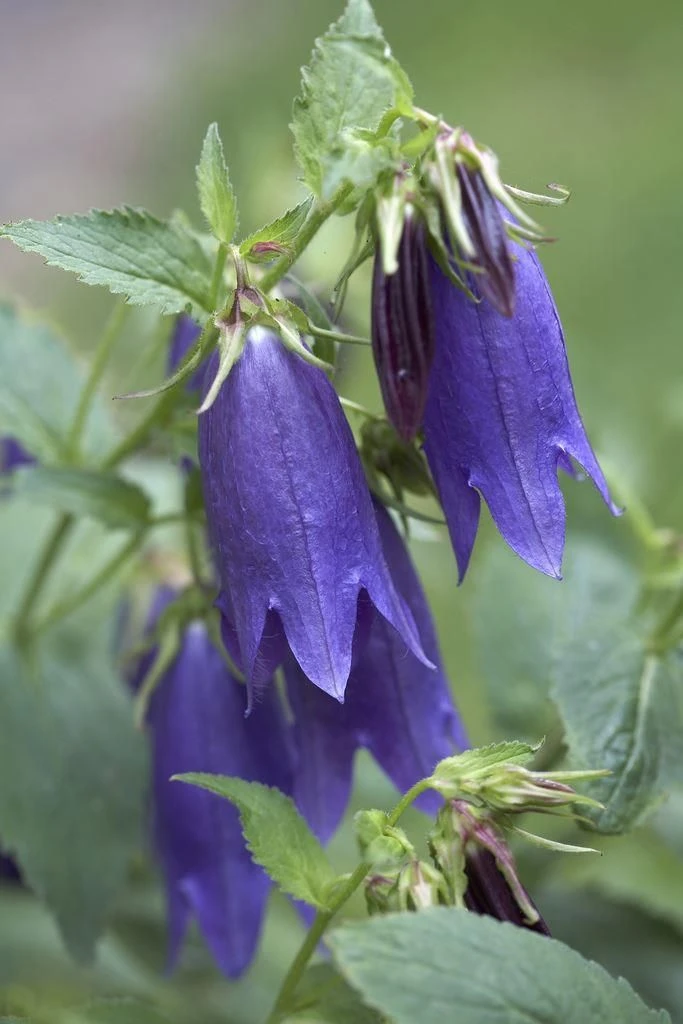 Campanula Punctata Purple 2 Campanula Punctata Purple - Image 2