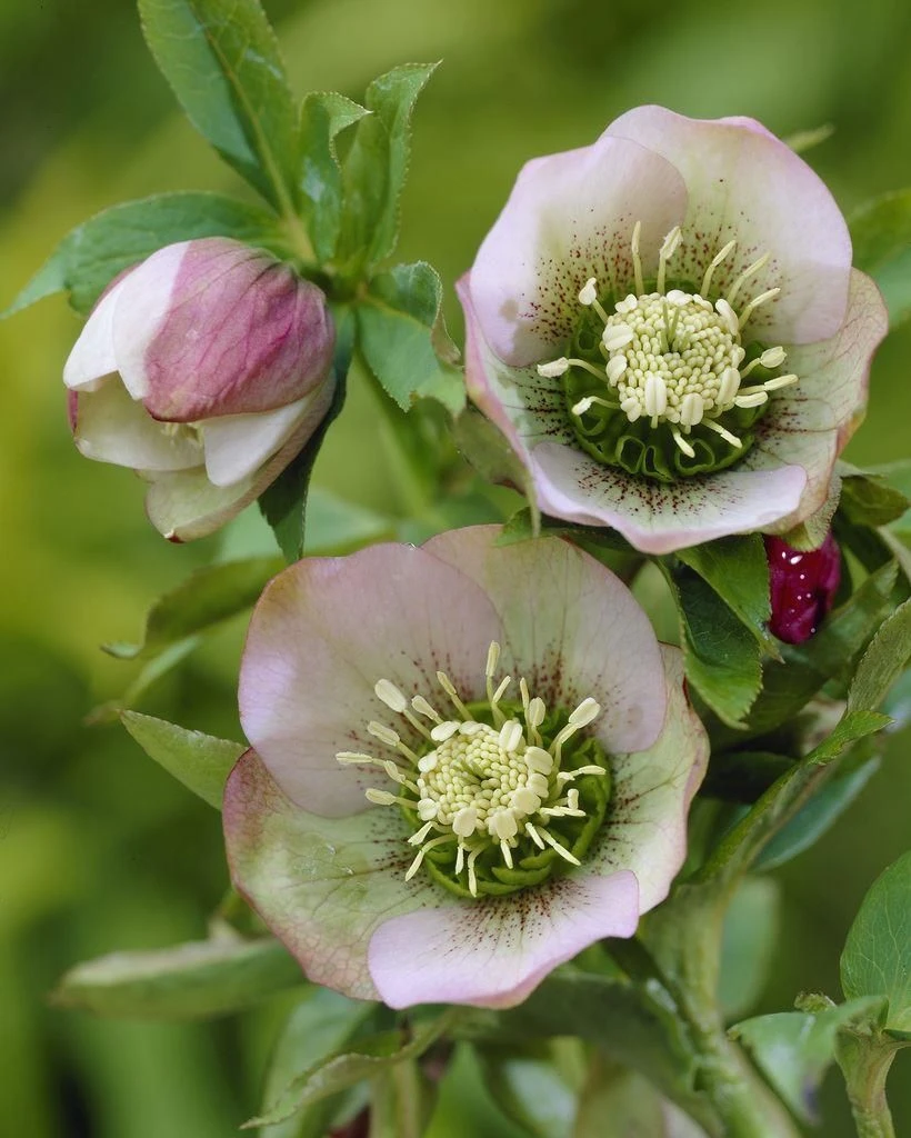 Helleborus Orientalis Picotee - Hellebore 1 Helleborus Orientalis Picotee - Hellebore
