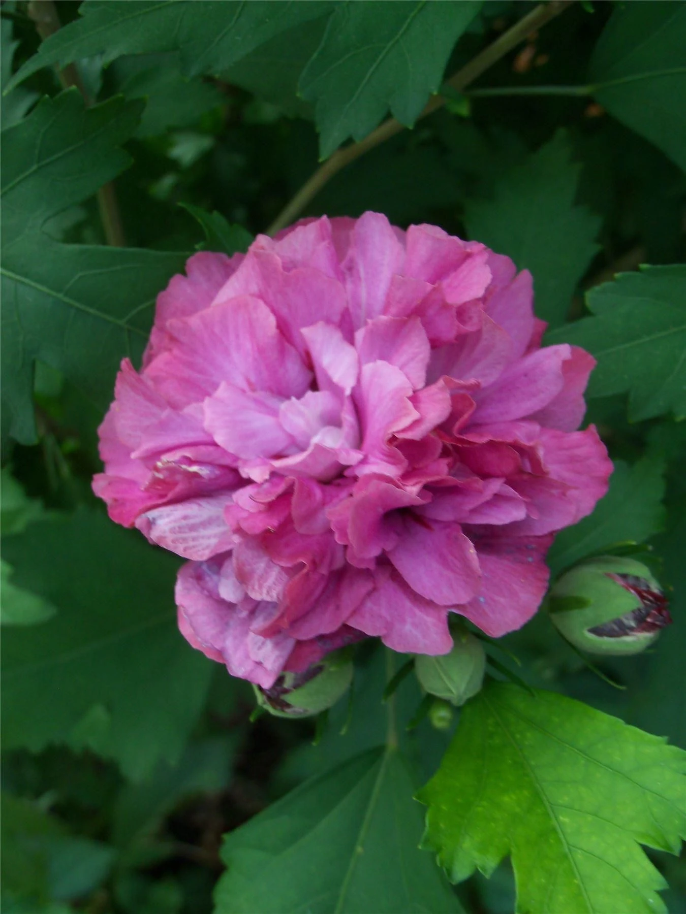 Double Rose Of Sharon Tree - Hibiscus Duc De Brabant 1 Double Rose Of Sharon Tree - Hibiscus Duc De Brabant