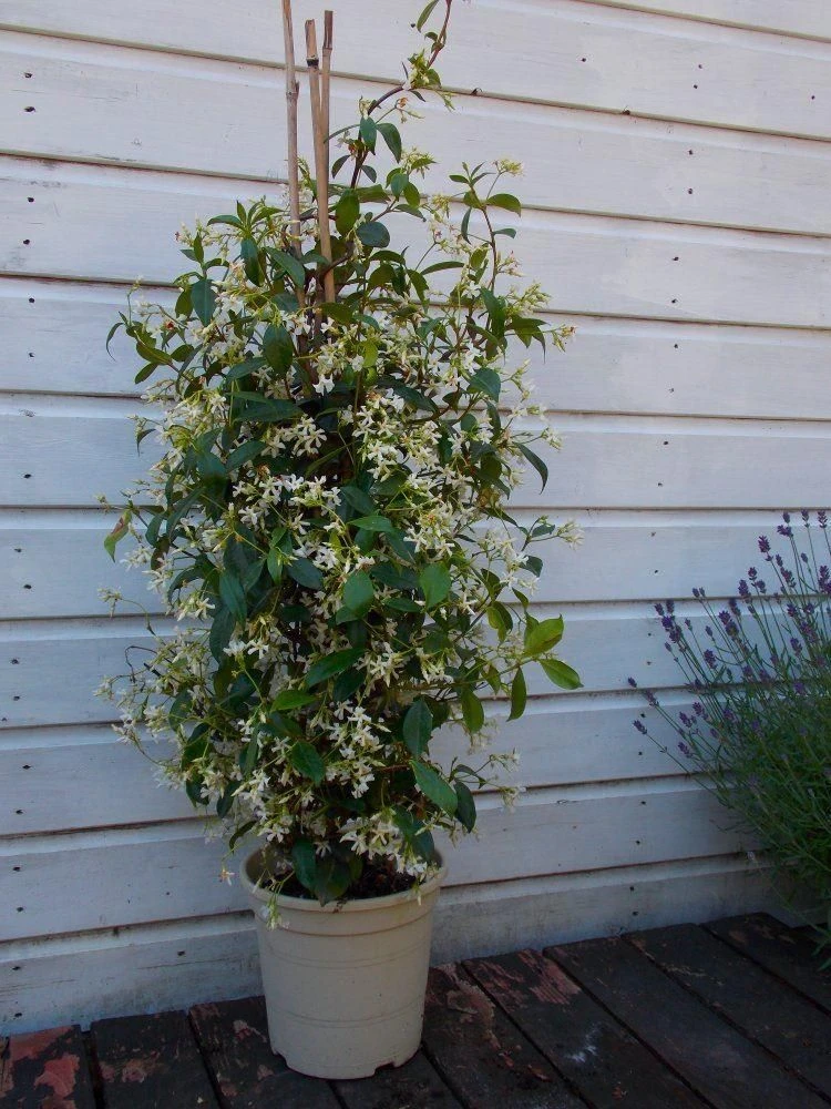 Fragrant Evergreen Star Jasmin -Trachelospermum Jasminoides - 140cm Specimen Plant + 2 Fragrant Evergreen Star Jasmin -Trachelospermum Jasminoides - 140cm Specimen Plant + - Image 2
