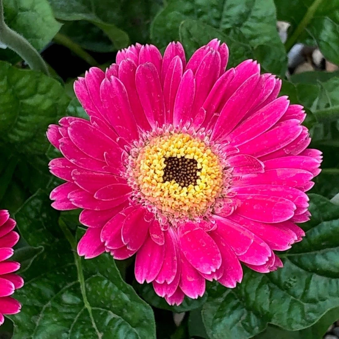 Pink Gerbera Garvinea Sweet Spice - Beautiful Hardy Gerbera With Giant Daisy Flowers 3 Pink Gerbera Garvinea Sweet Spice - Beautiful Hardy Gerbera With Giant Daisy Flowers - Image 3