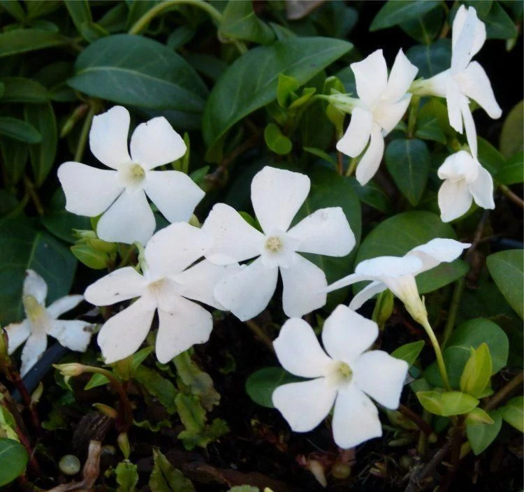 Vinca Minor Alba - WHITE Lesser Periwinkle Plant 1 Vinca Minor Alba - WHITE Lesser Periwinkle Plant