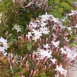 Jasminum Officinale - Jasmine Polyanthemum - Scented Chinese Jasmin 7 Jasminum Officinale - Jasmine Polyanthemum - Scented Chinese Jasmin -Outlet Plant Store 71F4EC76F732AF1C2A5C13BA73AC7802