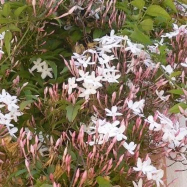 Jasminum Officinale - Jasmine Polyanthemum - Scented Chinese Jasmin 4 Jasminum Officinale - Jasmine Polyanthemum - Scented Chinese Jasmin - Image 4