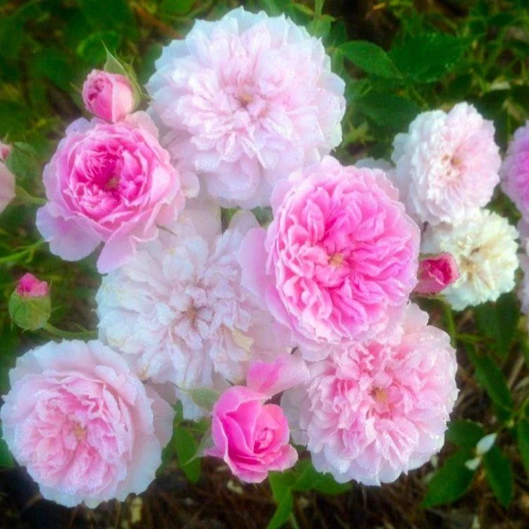 Rose Cecile Brunner - Climbing Rose 1 Rose Cecile Brunner - Climbing Rose