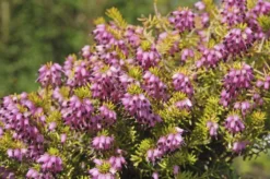 Heather Collection - Pack Of 12 - Winter Hardy Evergreen Plants In Bud 13 Heather Collection - Pack Of 12 - Winter Hardy Evergreen Plants In Bud -Outlet Plant Store 749681DC7C8566F8D22931920185A445
