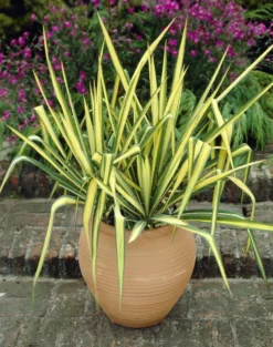 Yucca Colour Guard - Variegated Adams Needle - Large 10 Yucca Colour Guard - Variegated Adams Needle - Large -Outlet Plant Store 751A7AA32F5B9F903BB491041CE7CC74 2
