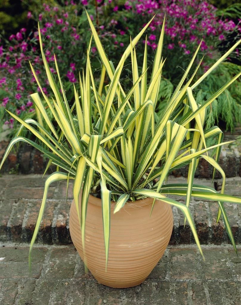 Yucca Colour Guard - Variegated Adams Needle - Large 5 Yucca Colour Guard - Variegated Adams Needle - Large - Image 5