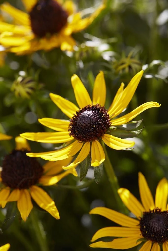 Rudbeckia Fulgida Little Goldstar - Black Eyed Susan 2 Rudbeckia Fulgida Little Goldstar - Black Eyed Susan - Image 2