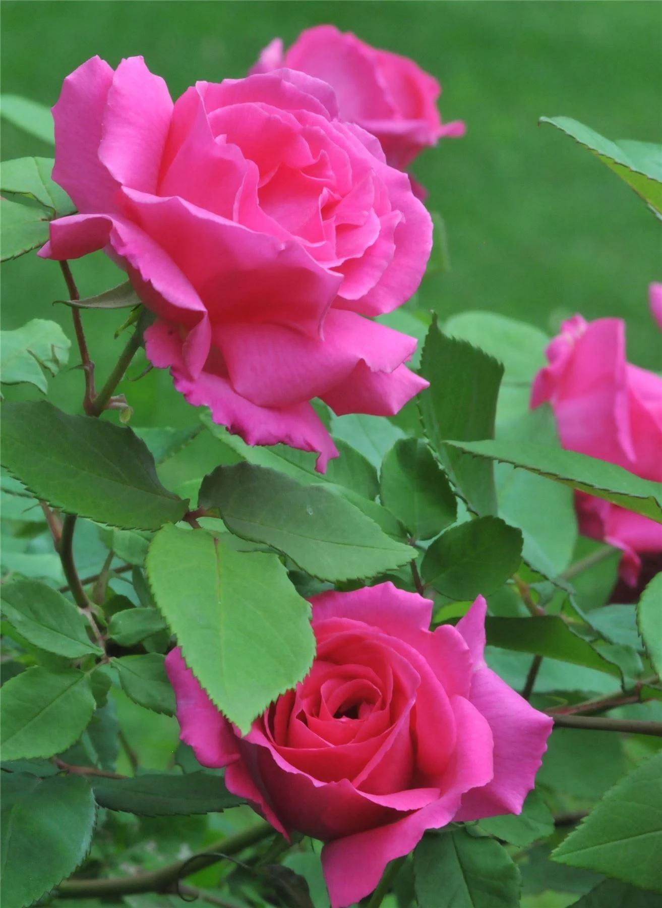 Climbing Rose Zephirine Drouhin - The Thornless Rose 2 Climbing Rose Zephirine Drouhin - The Thornless Rose - Image 2