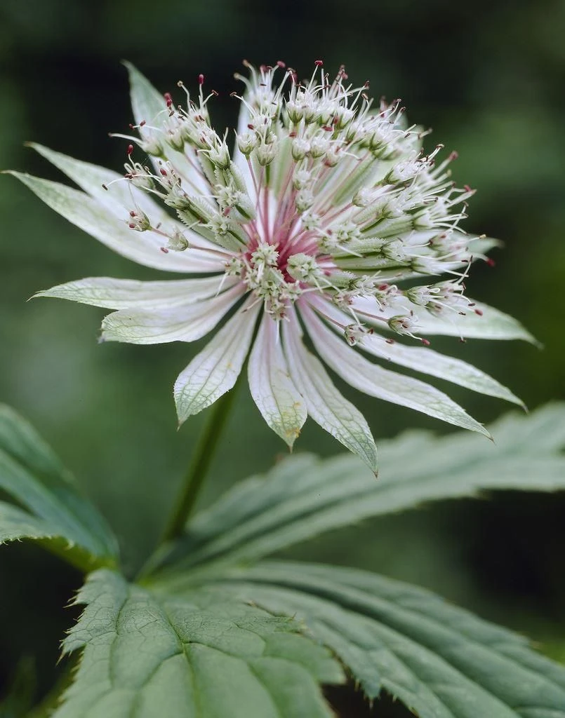 Astrantia Major 'Shaggy' - Masterwort 2 Astrantia Major 'Shaggy' - Masterwort - Image 2