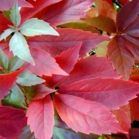 Virginia Creeper Vine - Large 5-6ft Specimen Plant - Parthenocissus Quinquefolia Engelmannii - Boston Ivy 1 Virginia Creeper Vine - Large 5-6ft Specimen Plant - Parthenocissus Quinquefolia Engelmannii - Boston Ivy