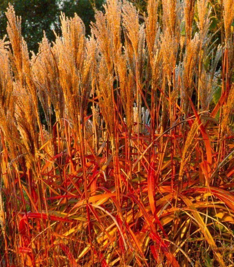 Miscanthus Indian Summer - Amazing Autumnal Colour Grass 2 Miscanthus Indian Summer - Amazing Autumnal Colour Grass - Image 2
