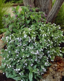 Pulmonaria Sissinghurst White - Lungwort