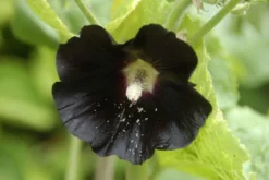 Alcea Rosea Nigra - Black Hollyhock (Althea) - Pack Of FIVE -Outlet Plant Store 7E94287756C6417F0B467B4B391CD32D 2