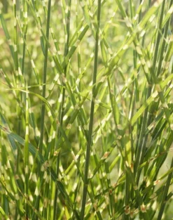 Miscanthus Sinensis Zebrinus - Zebra Grass 6 Miscanthus Sinensis Zebrinus - Zebra Grass -Outlet Plant Store 7F1FEC764B183CF3769596D587726C48