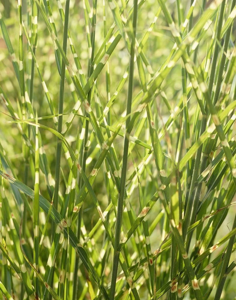 Miscanthus Sinensis Zebrinus - Gold Banded Zebra Grass - LARGE SPECIMEN 3 Miscanthus Sinensis Zebrinus - Gold Banded Zebra Grass - LARGE SPECIMEN - Image 3