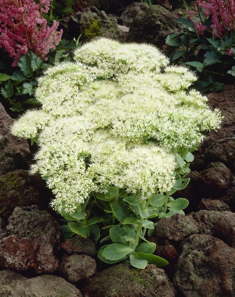 Sedum Iceberg - Stardust Sedum 2 Sedum Iceberg - Stardust Sedum - Image 2
