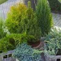 Dwarf Slow Growing Conifers - Collection Of 5 Different Contrasting Plants 3 Dwarf Slow Growing Conifers - Collection Of 5 Different Contrasting Plants - Image 3