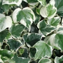 Hedera Canariensis Gloire De Marengo - Large Leaf Variegated Ivy - Evergreen Ivy - Climber