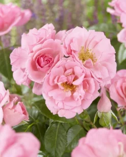 Rose Bantry Bay - Climbing Rose -Outlet Plant Store 8160D21CDE18A5411B1E6E8FCD4167C3