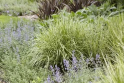 Calamagrostis Acutiflora 'Overdam' - Feather Reed Grass -Outlet Plant Store 81A7E629633C402893CB0DBED3FDAA6D