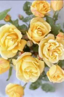 Rose Dreaming Spires - Climbing Rose