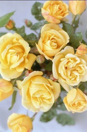 Rose Dreaming Spires - Climbing Rose 1 Rose Dreaming Spires - Climbing Rose