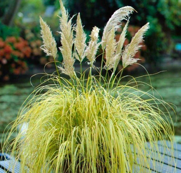 Cortaderia Gold Mini Pampas - Dwarf Golden Pampas Grass 1 Cortaderia Gold Mini Pampas - Dwarf Golden Pampas Grass