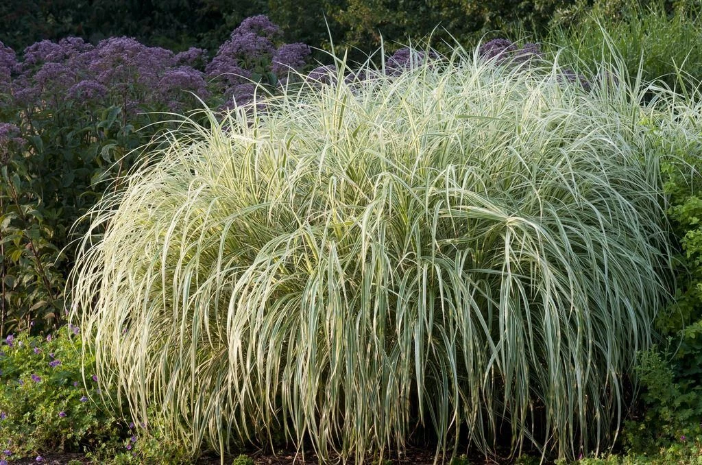 Miscanthus Sinensis Variegatus - Japanese Silver Grass 2 Miscanthus Sinensis Variegatus - Japanese Silver Grass - Image 2