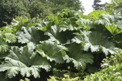 Gunnera Manicata - Giant Chile Rhubarb - LARGE Plant