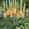 Eremurus X Isabellinus Cleopatra - Foxtail Lily
