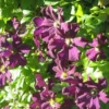 Clematis Romantika - Summer Flowering Clematis