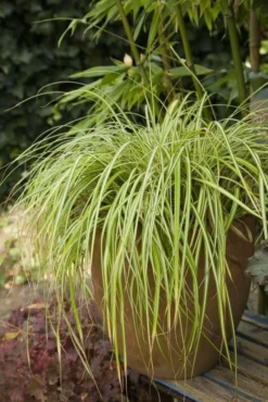 Carex Oshimensis Evergold - Japanese Sedge -Outlet Plant Store 862D5F84834A6CAA0DE9DF0E51FED957