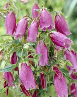 Campanula Punctata - Cherry Bells