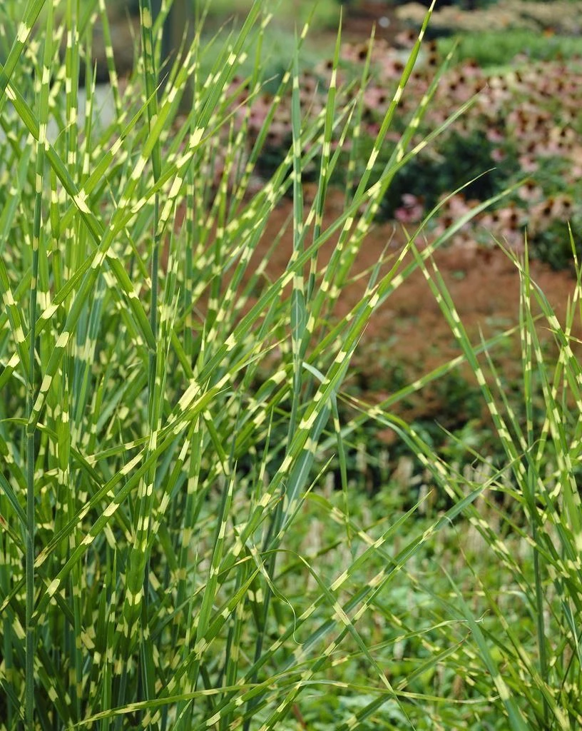 Miscanthus Sinensis Zebrinus - Zebra Grass 1 Miscanthus Sinensis Zebrinus - Zebra Grass
