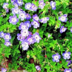 Geranium Wallichianum Buxtons Variety -Outlet Plant Store 877ACE25A8C0615E2EEBABBA306FF9CA