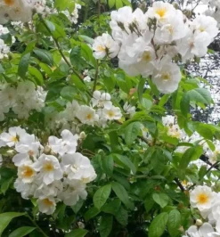 Rose Bobbie James - Multiflora Rambling Rose