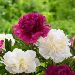 Peony Plants MEGA PACK - Exotic Looking Fragrant Garden Peony Plants Collection - Pack Of TEN Plants -Outlet Plant Store 89AD37D7308A4DF888785A6E915D9E41 4