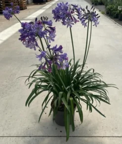 Agapanthus Poppin Star - Lily Of The Nile Plants - XXXL Plants 7 Agapanthus Poppin Star - Lily Of The Nile Plants - XXXL Plants -Outlet Plant Store 89af78ff c7ee 46bd aa0f e151d4bf15a5