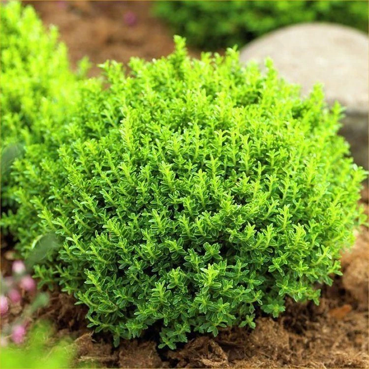 Hebe Emerald Green Globe - Pack Of THREE Plants 3 Hebe Emerald Green Globe - Pack Of THREE Plants - Image 3